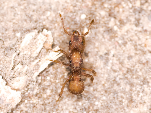 Wheeler’s Fungus-farming Ant