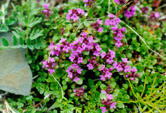 Thymus extremus