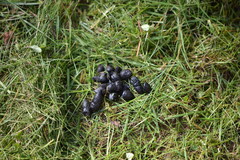 Mustela putorius