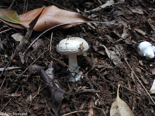 Australian Straw-Colored Lepidella
