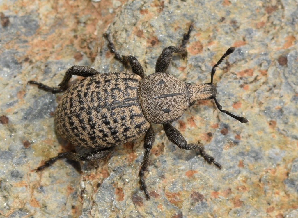 Anisorhynchus hespericus