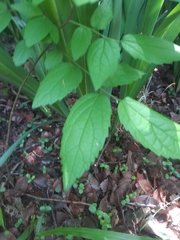 Magnoliopsida