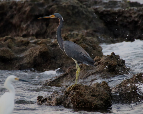 Tricolored Heron (Egretta tricolor)