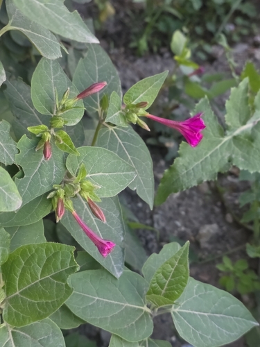marvel of Peru