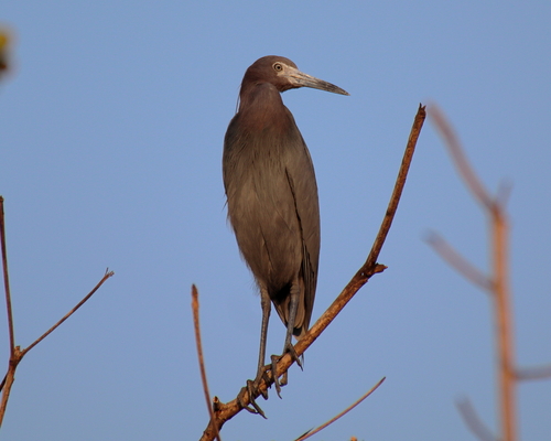Little Blue Heron (Egretta caerulea)