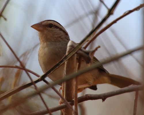 Olive Sparrow (Arremonops rufivirgatus)