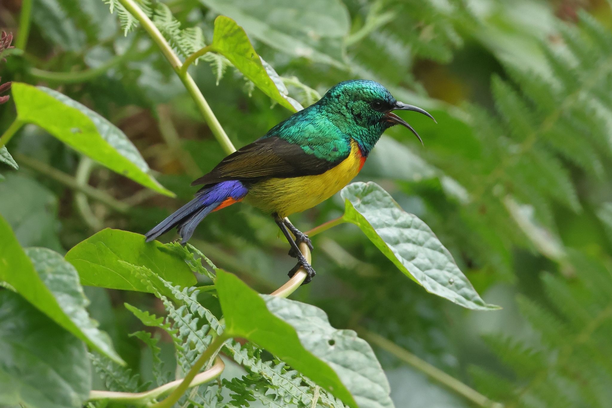Regal Sunbird (Cinnyris regius), photo 4