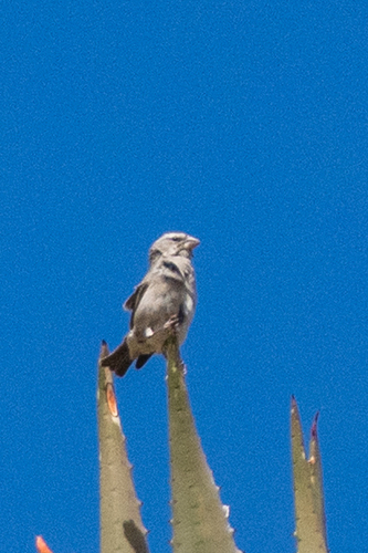 White-throated Canary (Crithagra albogularis), photo 8