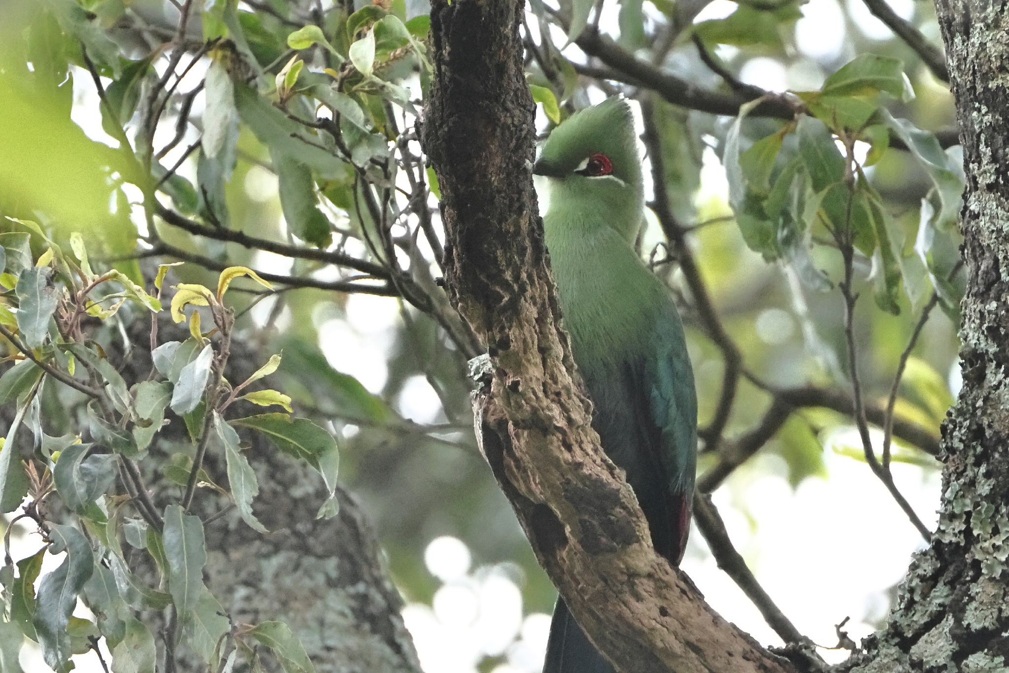 Black-billed Turaco (Tauraco schuettii), photo 3