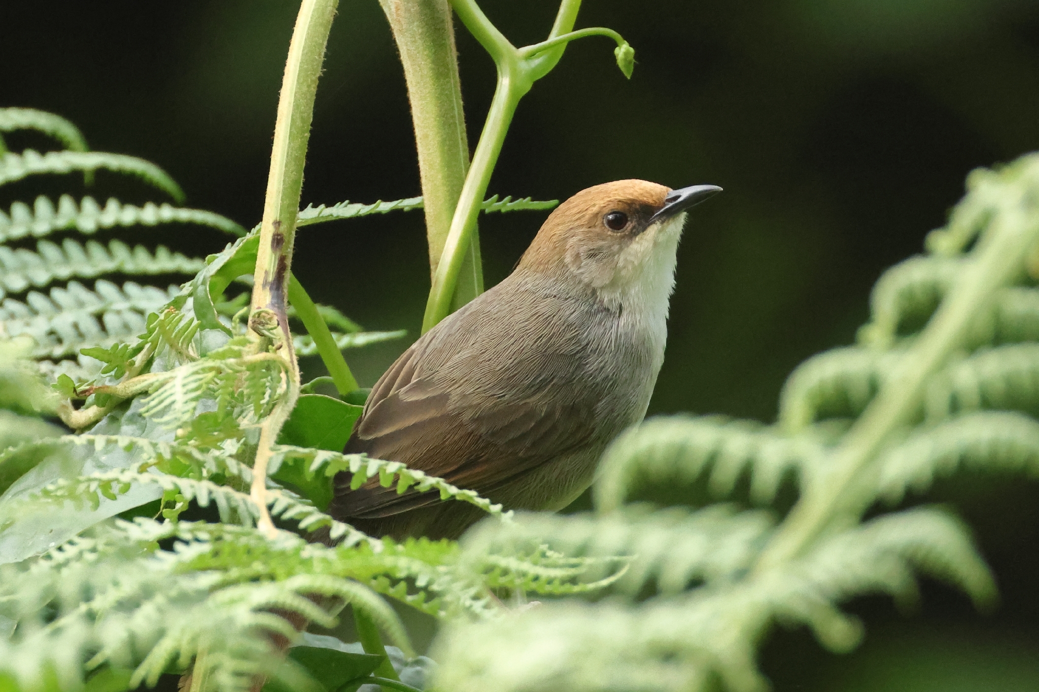 Chubb's Cisticola (Cisticola chubbi), photo 7
