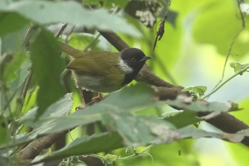 Mountain Masked Apalis (Apalis personata), photo 7