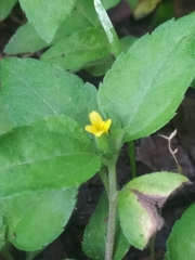 Magnoliopsida