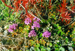 Thymus extremus