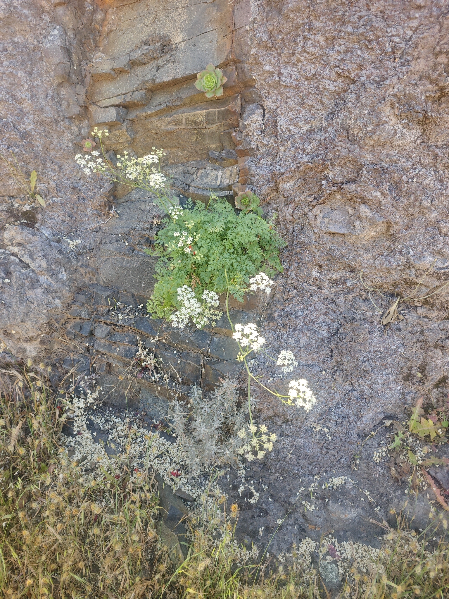 Pimpinella anagodendron