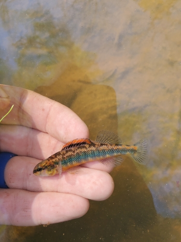 Roanoke Darter
