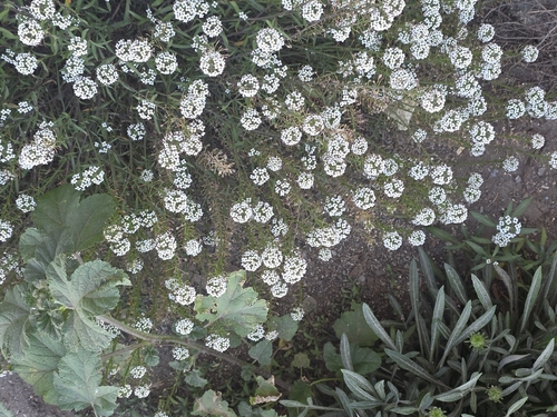 sweet alyssum