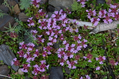 Thymus extremus