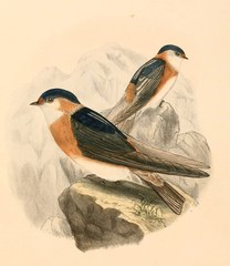 Chestnut-Collared Swallow photo 3