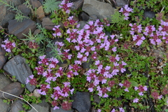 Thymus extremus