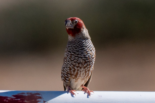 Red-headed Finch (Amadina erythrocephala), photo 5