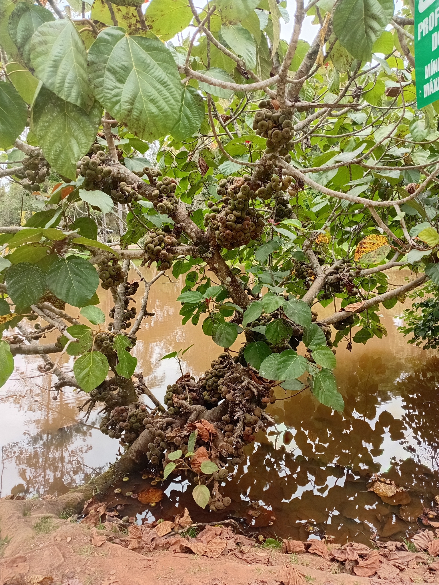 Ficus auriculata