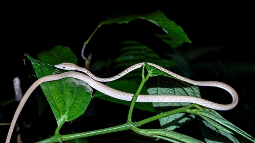 Ahaetulla fasciolata, 2026-04-29