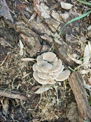Agaricomycetes