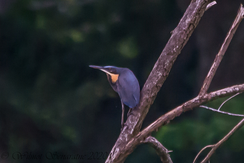 Black Bittern (Botaurus flavicollis), photo 6
