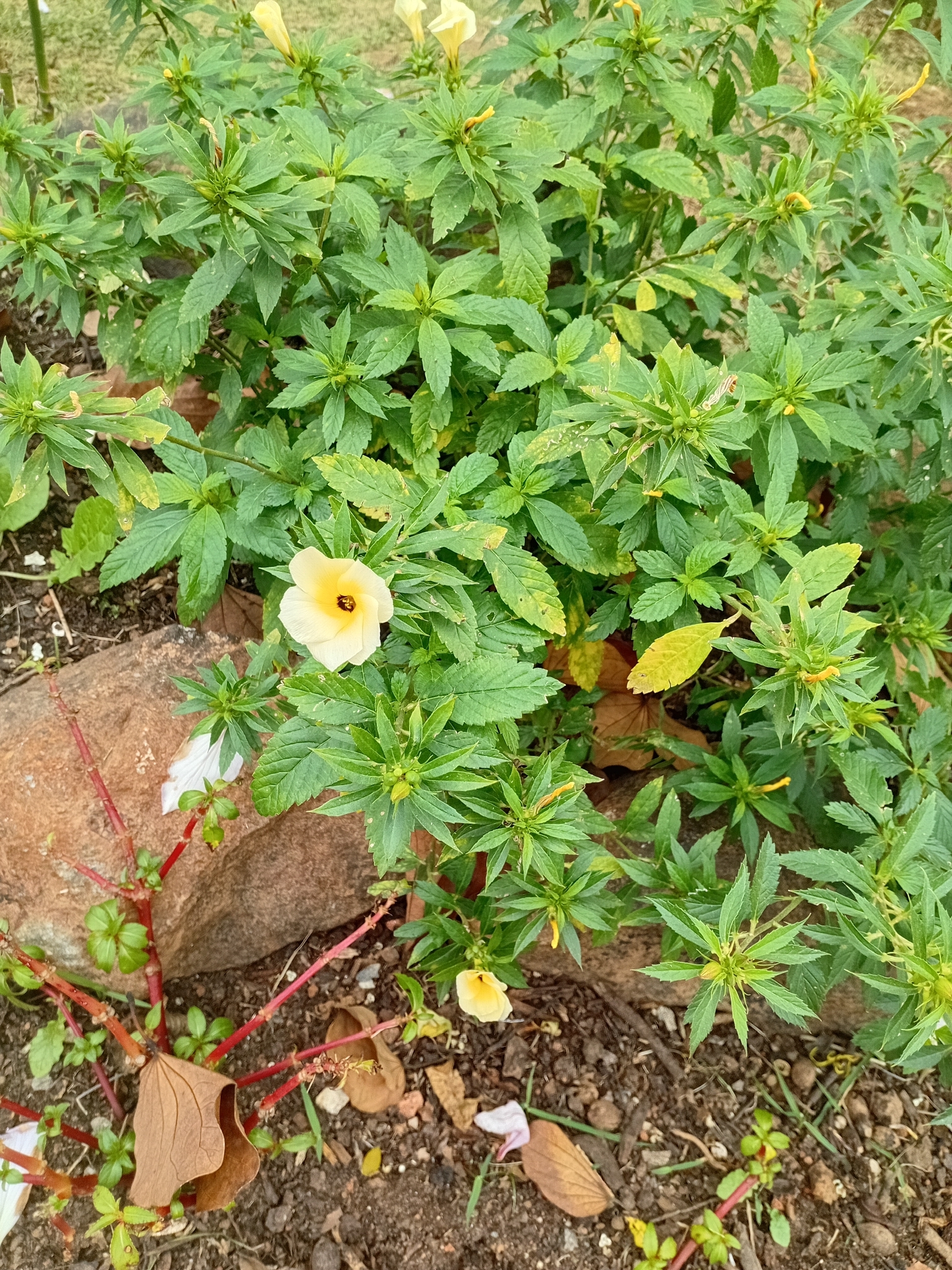 Turnera subulata