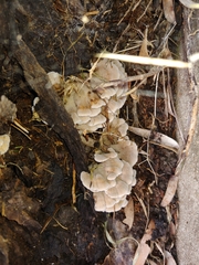 Agaricomycetes