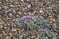 Thymus extremus