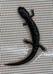 Plethodon ocmulgee