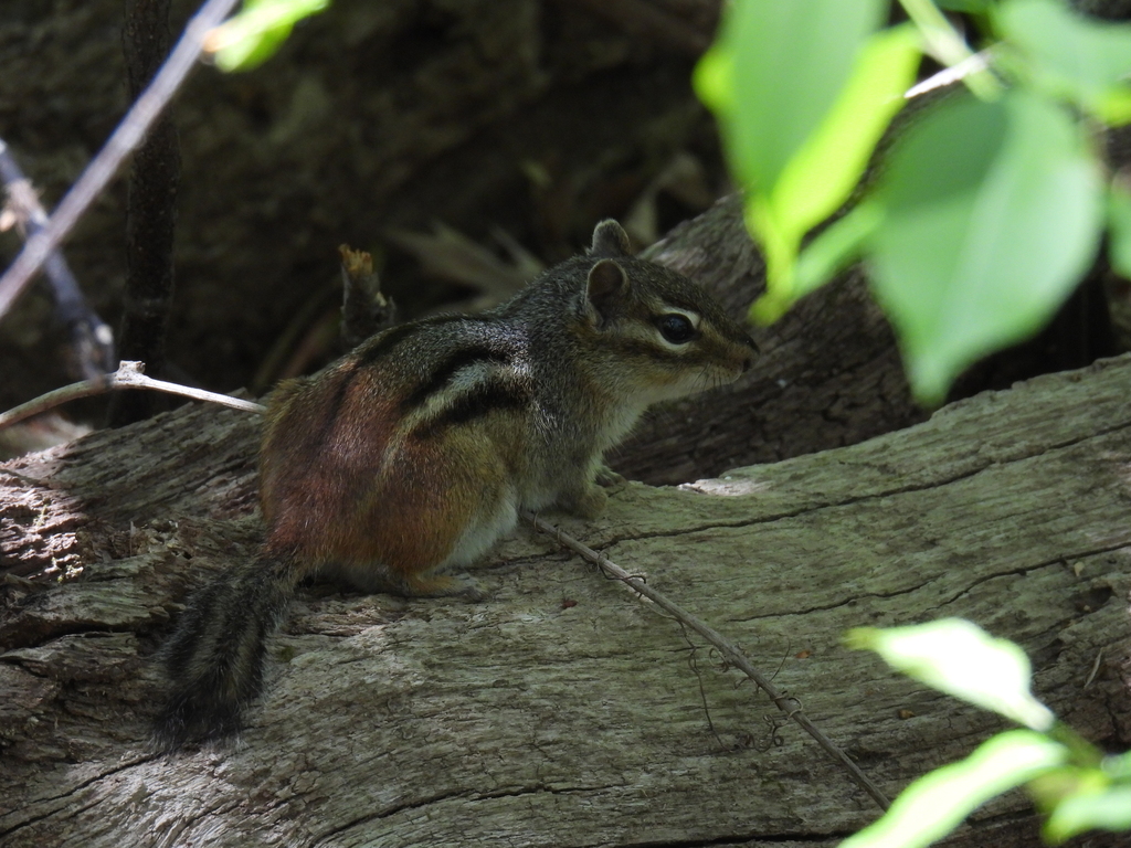 Gray Chipmunk