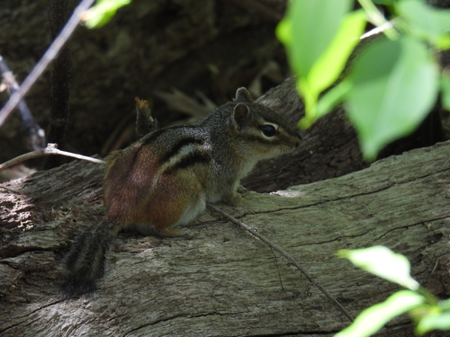 Gray Chipmunk