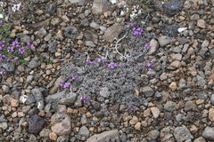 Thymus extremus