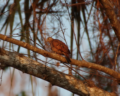 Ruddy Ground Dove (Columbina talpacoti)