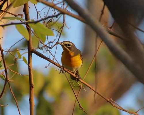 Yellow-breasted Chat (Icteria virens)