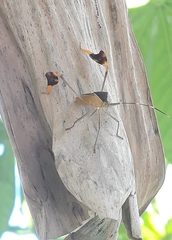 Anisoscelis marginellus