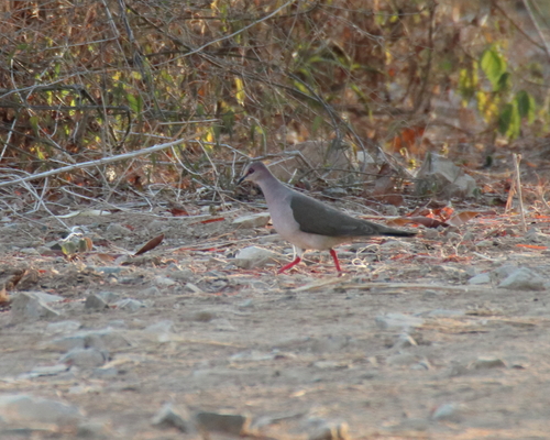 White-tipped Dove (Leptotila verreauxi)