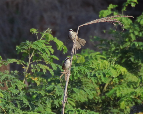 Stripe-headed Sparrow (Peucaea ruficauda)