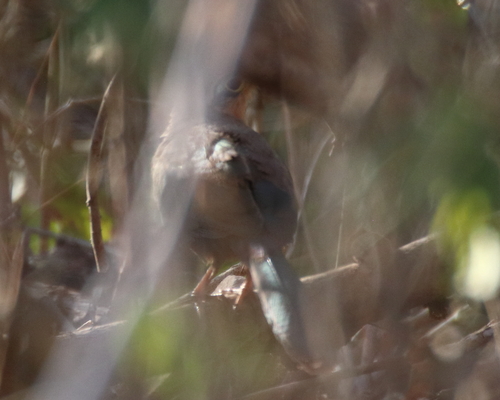 Lesser Ground-Cuckoo (Morococcyx erythropygus)