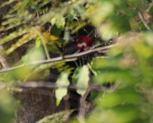 Pale-billed Woodpecker (Campephilus guatemalensis)