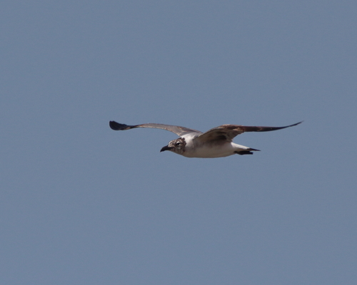 Laughing Gull (Leucophaeus atricilla)