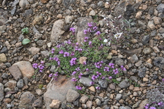 Thymus extremus