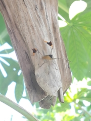 Anisoscelis marginellus