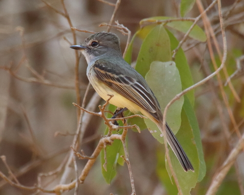 Flammulated Flycatcher (Ramphotrigon flammulatum)