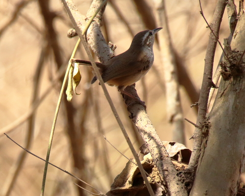 White-bellied Wren (Uropsila leucogastra)