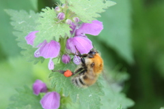 Bombus schrencki