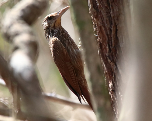Ivory-billed Woodcreeper (Xiphorhynchus flavigaster)