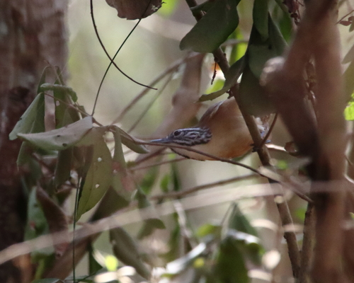 Happy Wren (Pheugopedius felix)